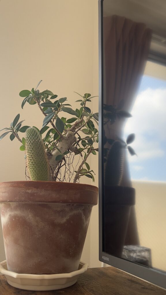素焼きの鉢に植えた観葉植物、ガジュマルとサボテンが、窓の光が映り込むモニターの横に置かれている